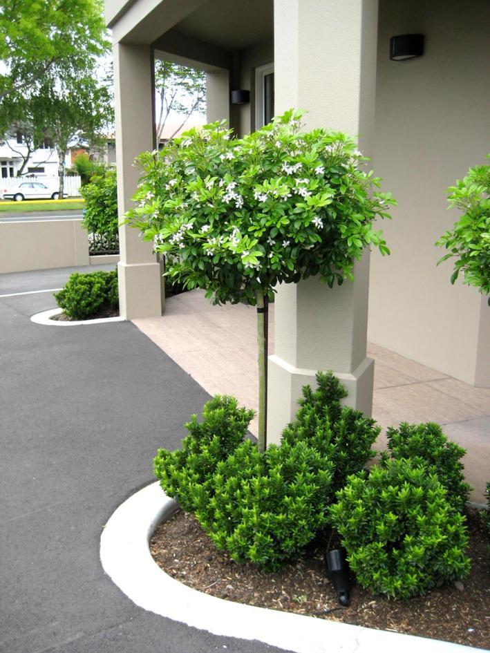 Salerno Motel Apartments Christchurch Exterior foto Gardenia
